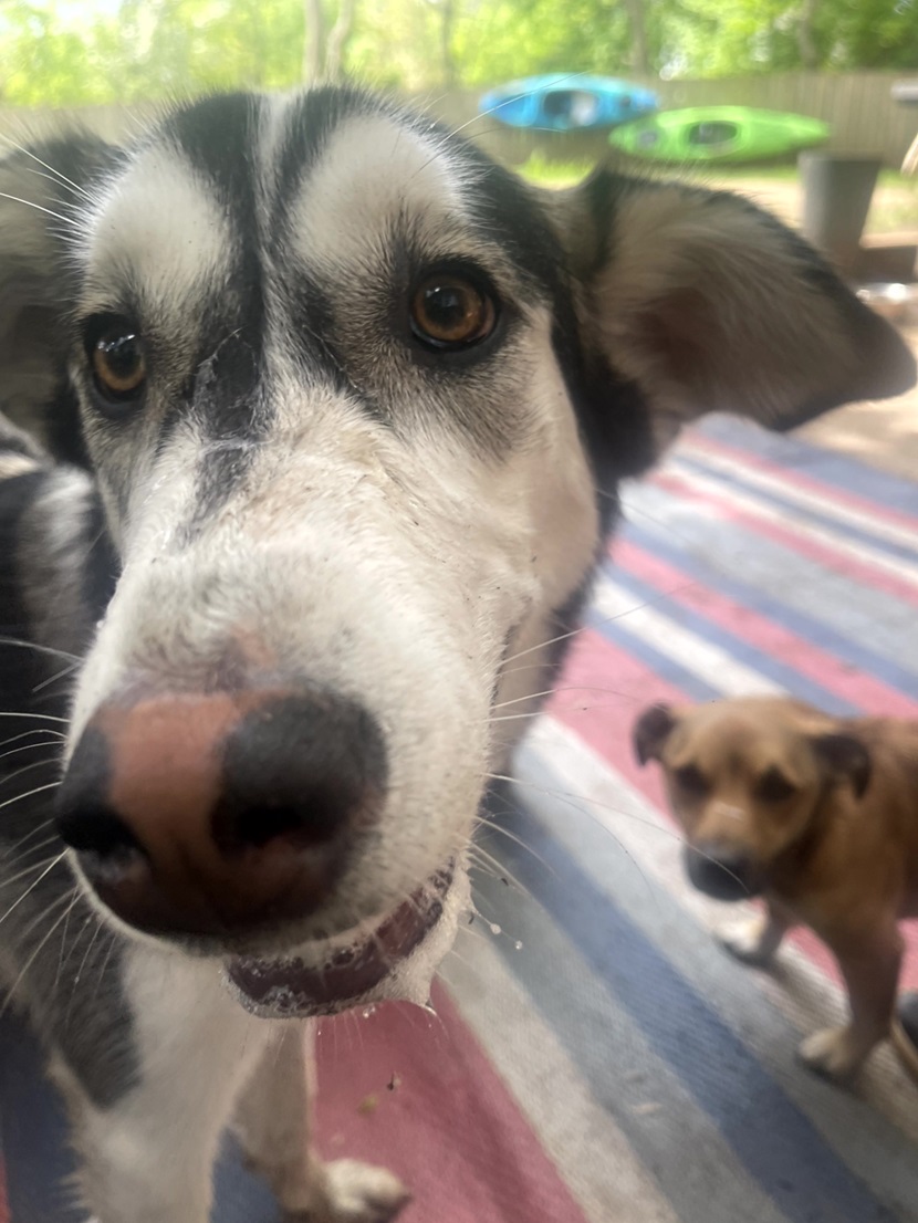 Playday-Pups-Privacy-Policy Playday-Pups-Privacy-Policy