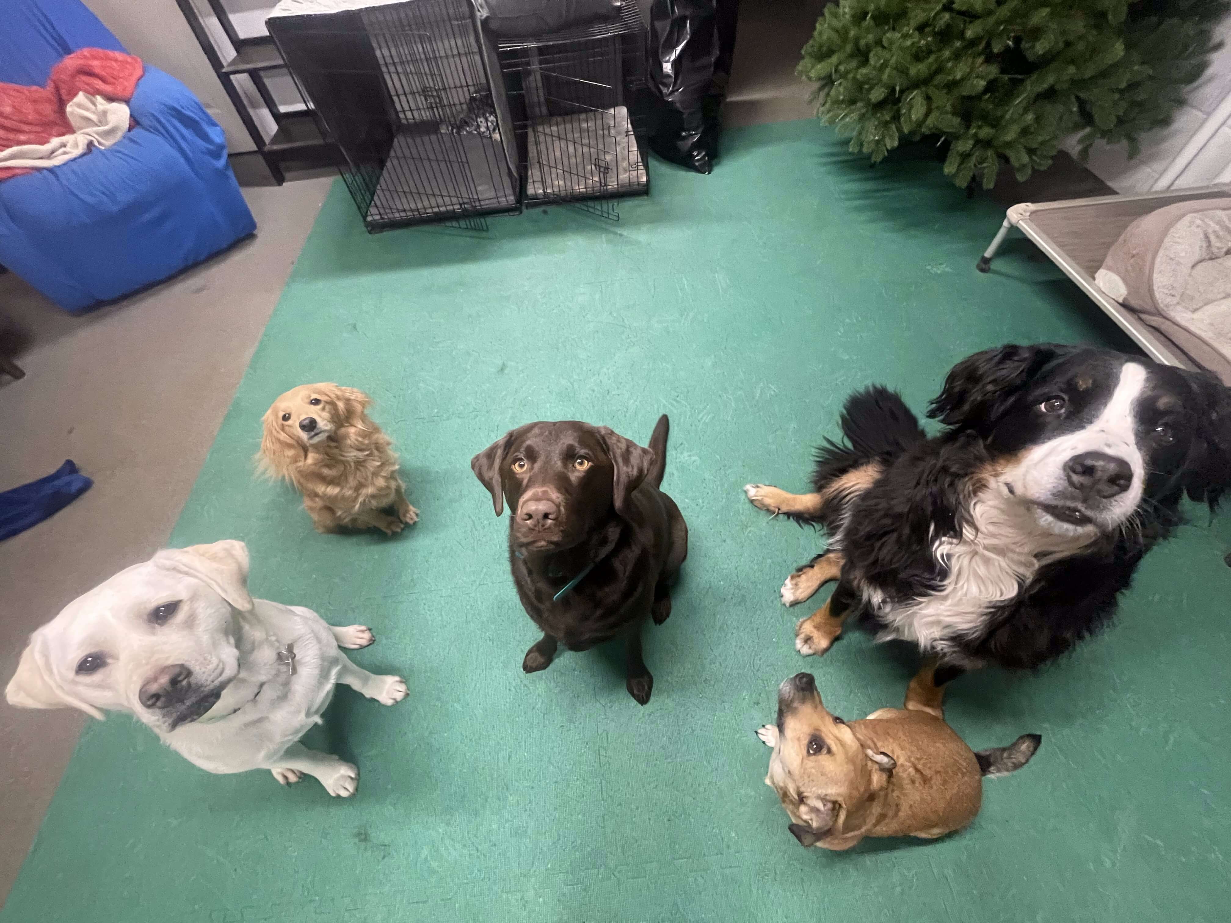 dog-daycare Dog Daycare Burlington