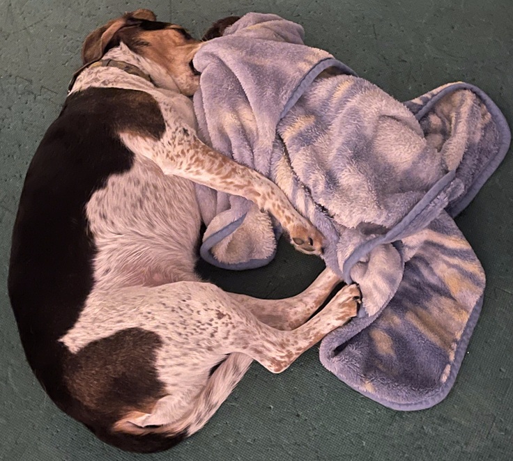 dog-snuggling-with-a-blanket dog snuggles with blanket