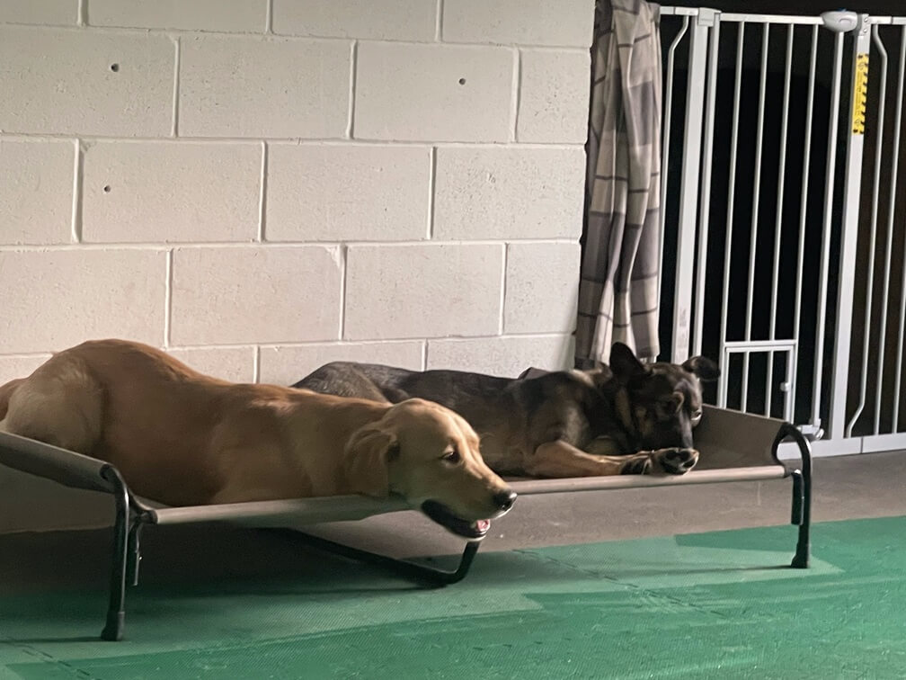 dogs-on-beds
