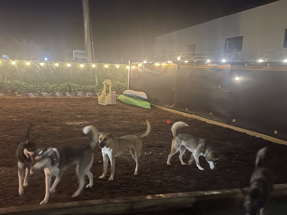 dogs-playing-at-night dogs playing at night