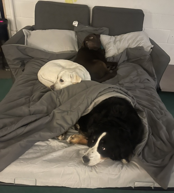 dogs-sleeping-on-bed dogs sleeping on bed