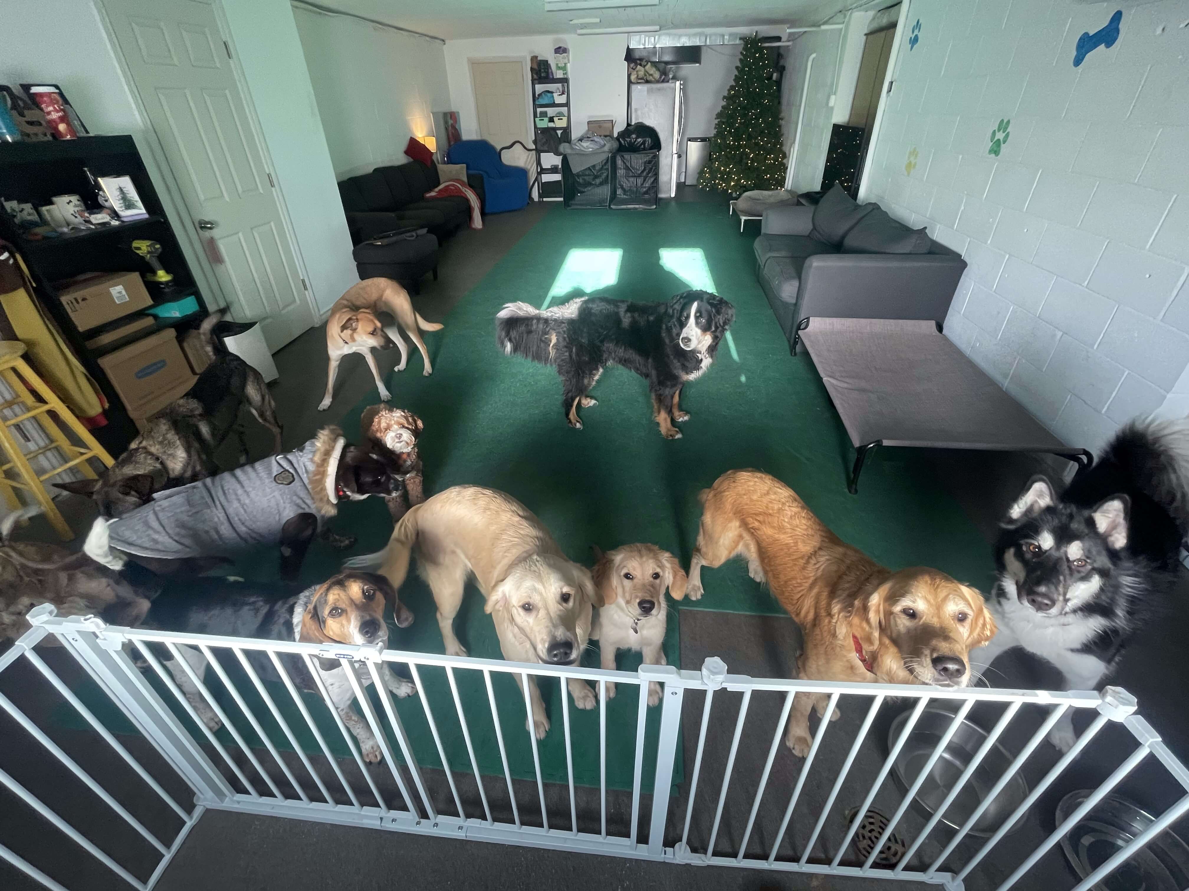 Playday Pups Inside Main Room