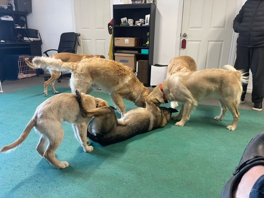 playday pups dog boarding
