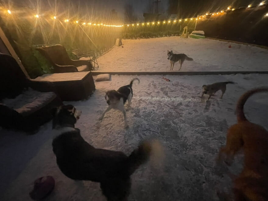 playday pups dog boarding