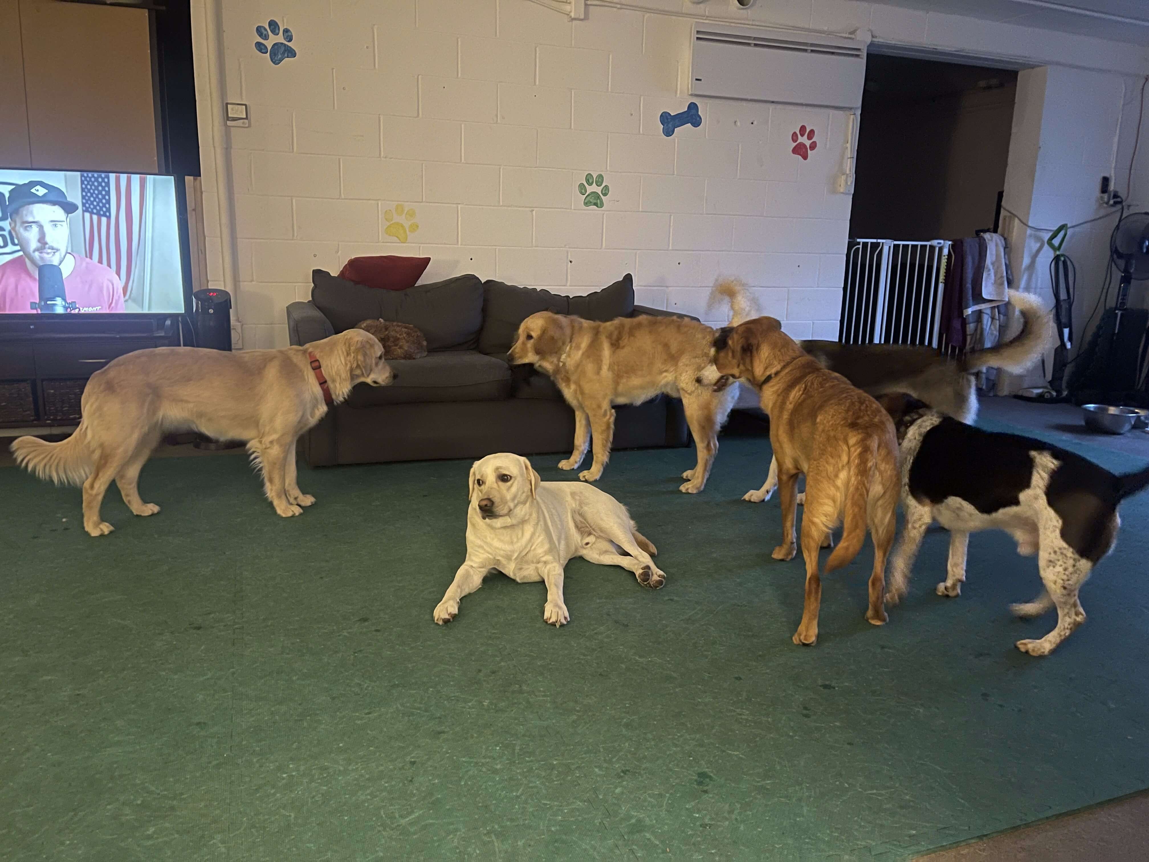 Playday Pups Dogs Inside
