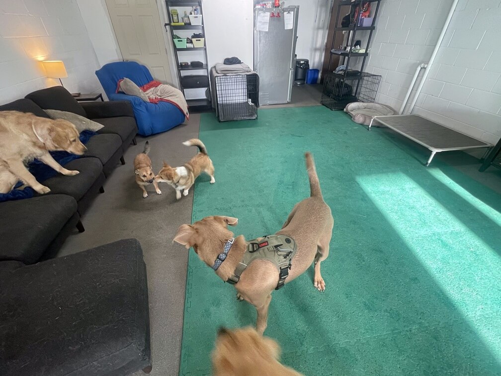 Playday Pups Inside Couch