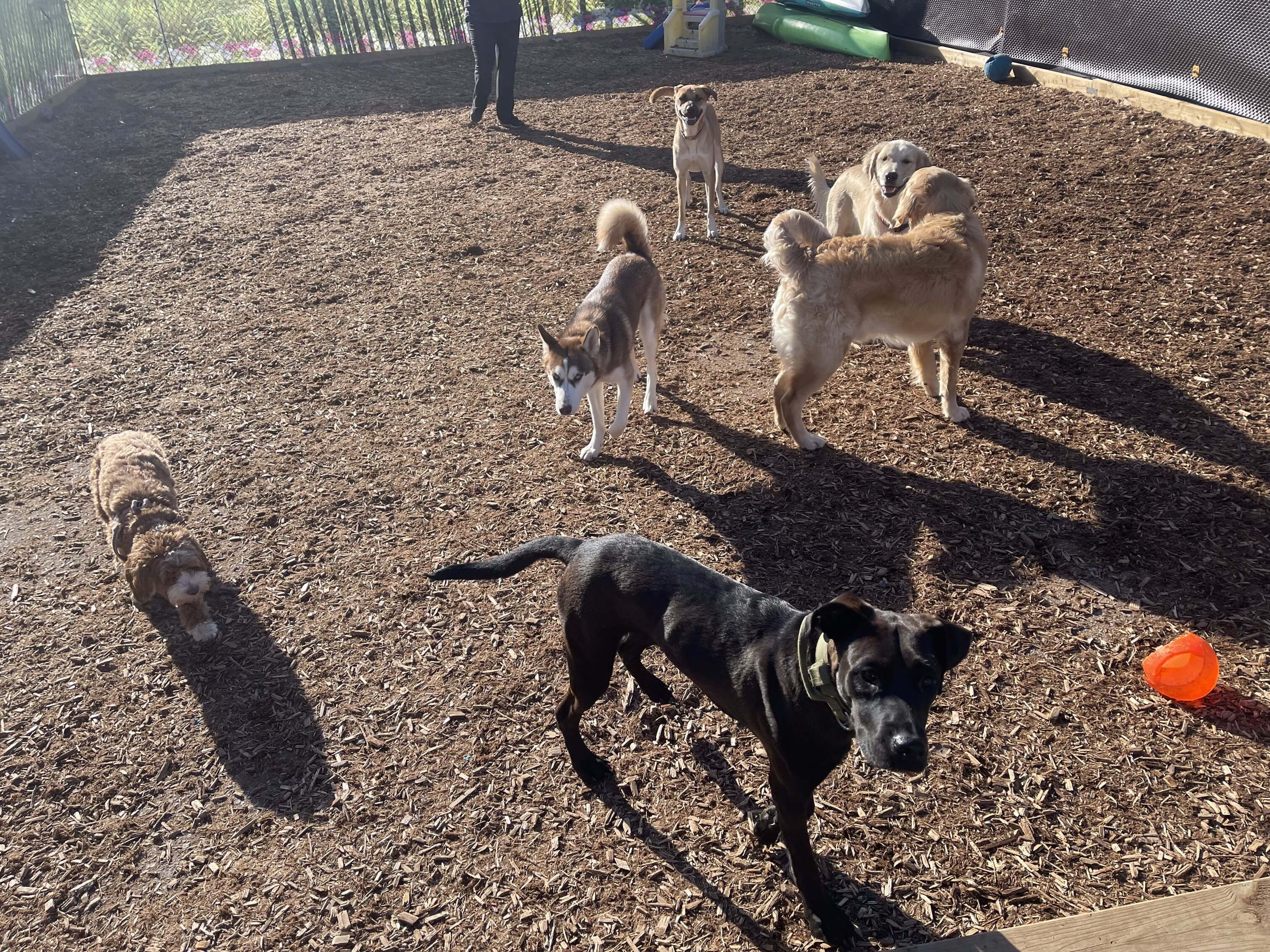 Playday Pups Outside Yard 2